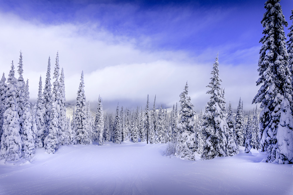 Skiing through the Snow Covered Forest