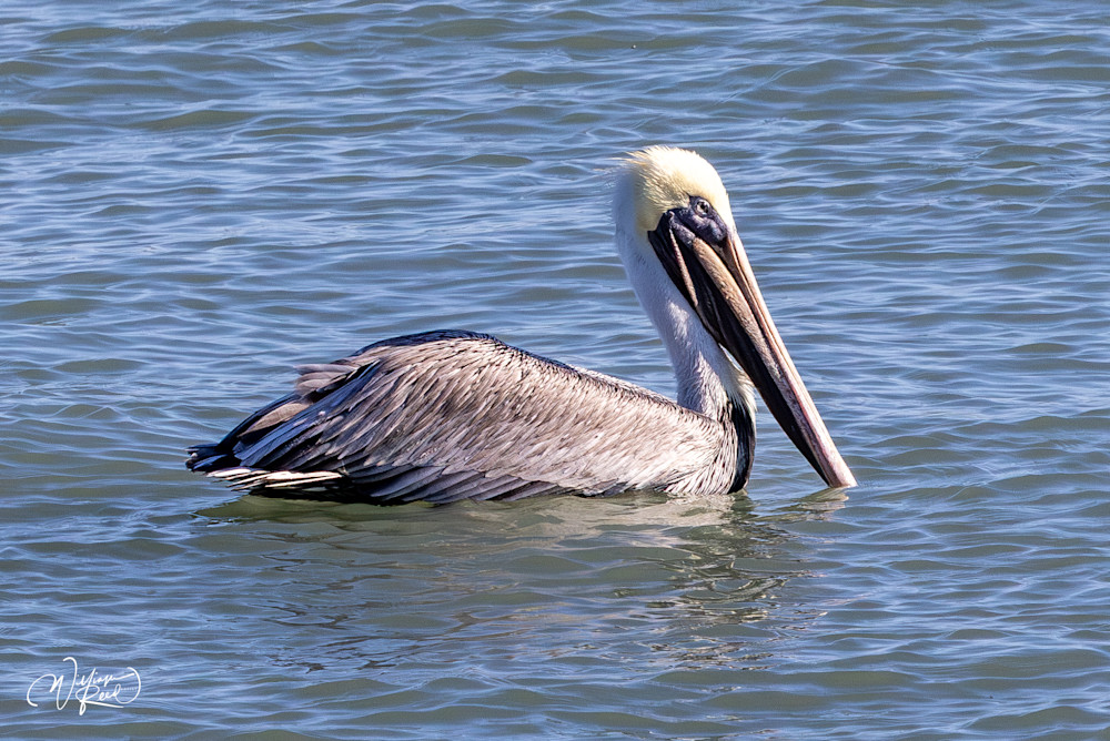 Brown Pelican Portrait | Coastal Bird Photography by William Reed