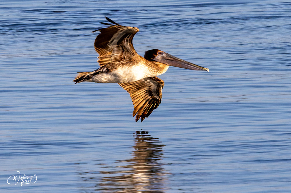 Brown Pelican Flying Over Water | Coastal Wildlife Photography Print by William Reed