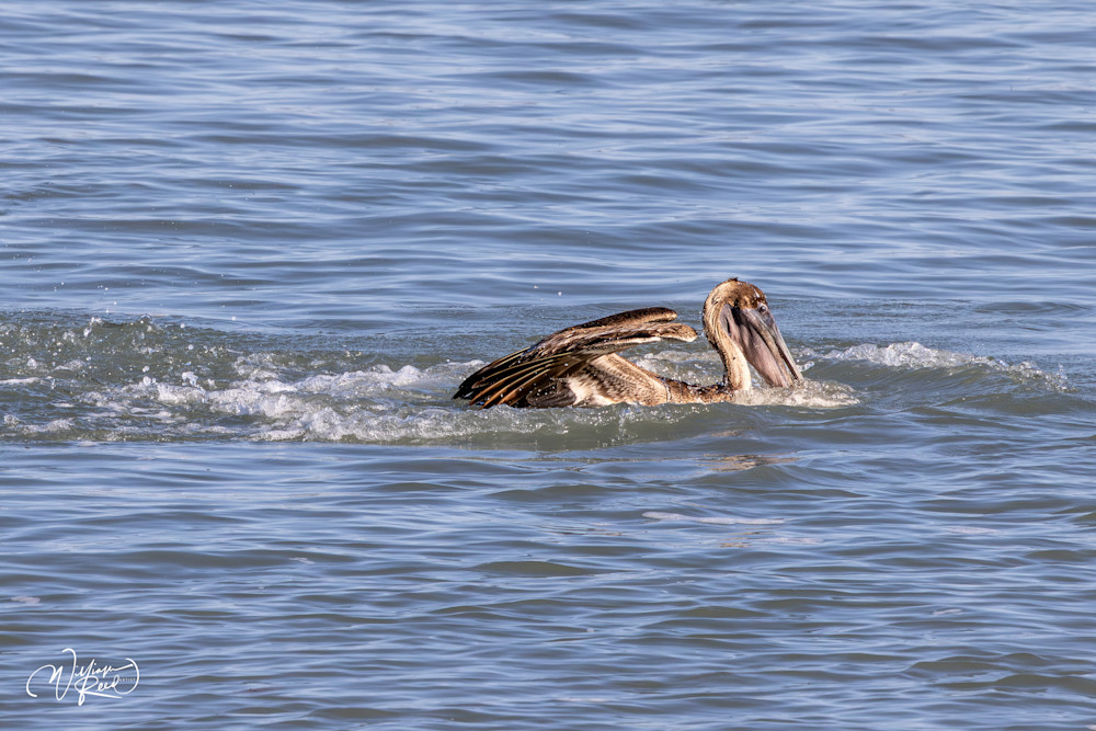 Brown Pelican Feeding | Coastal Wildlife Photography by William Reed