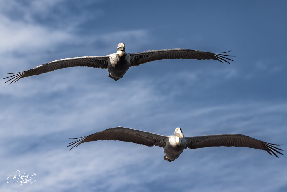 Brown Pelicans Flying | Coastal Wildlife Photography Print by William Reed