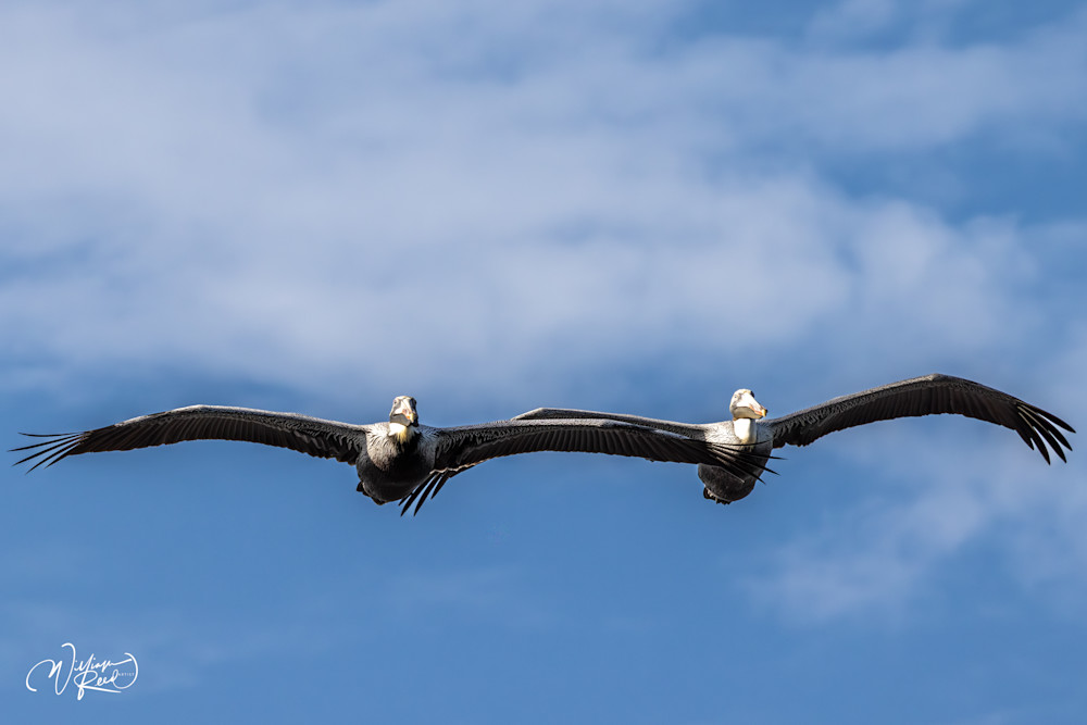 Brown Pelicans Flying in Formation | Coastal Bird Photography by William Reed