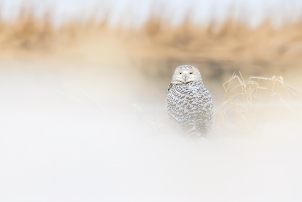 Where Winter Rests Photography Art | Spielman Photography