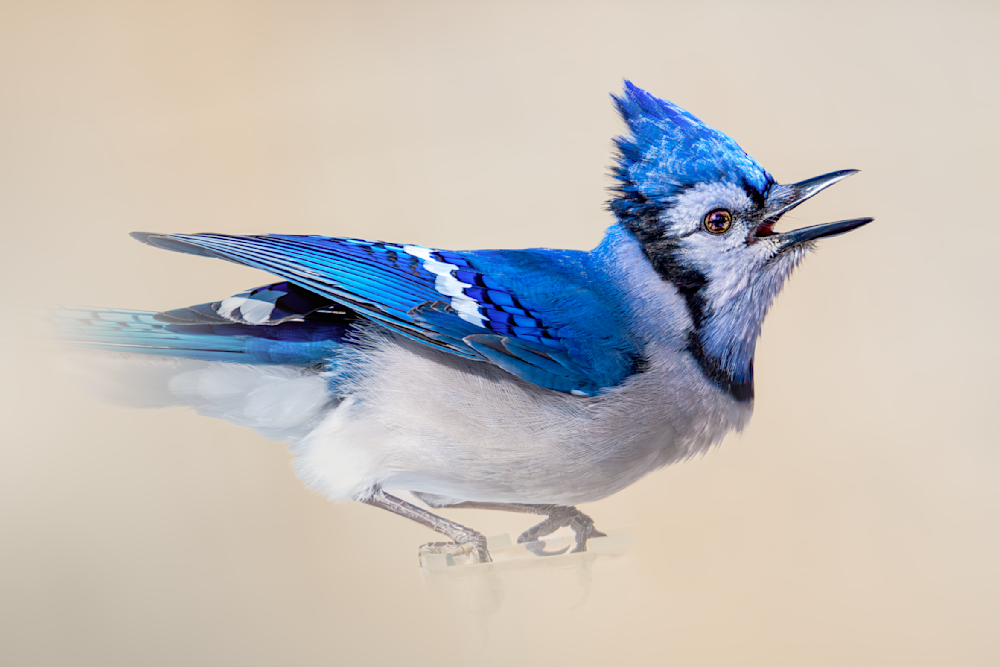 Veloci Jay Photography Art | Spielman Photography