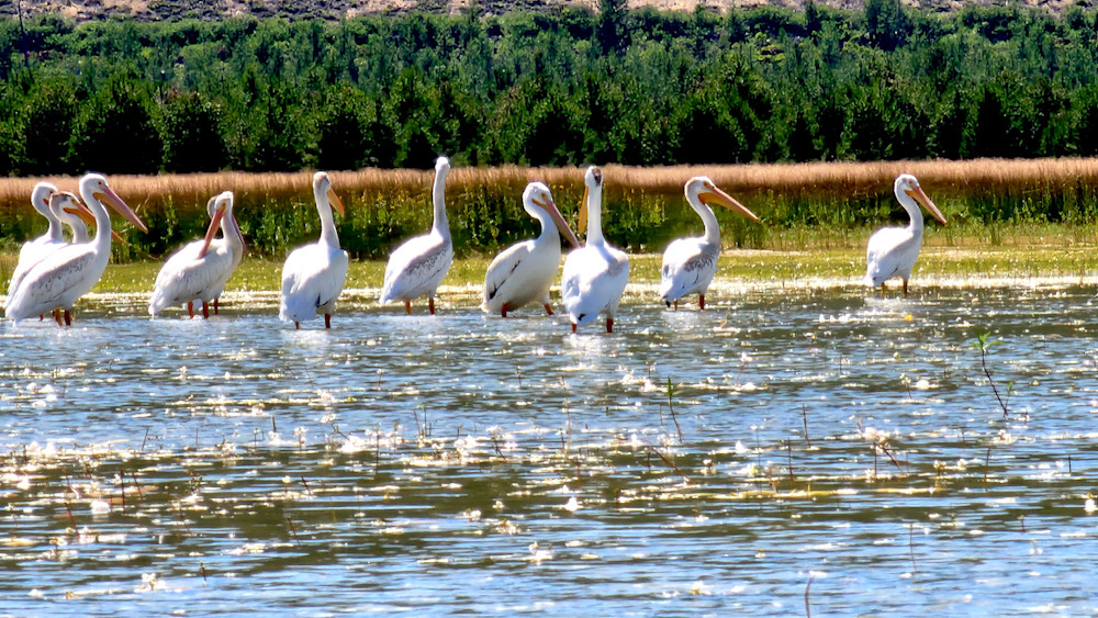 White American Pelican   Davis Lake Photography Art | InYourBackyard