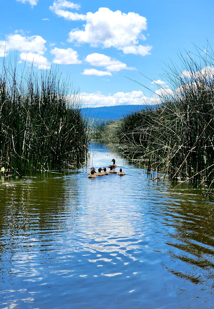 Momma Duck And Her Duckings At Davis Lake Photography Art | InYourBackyard