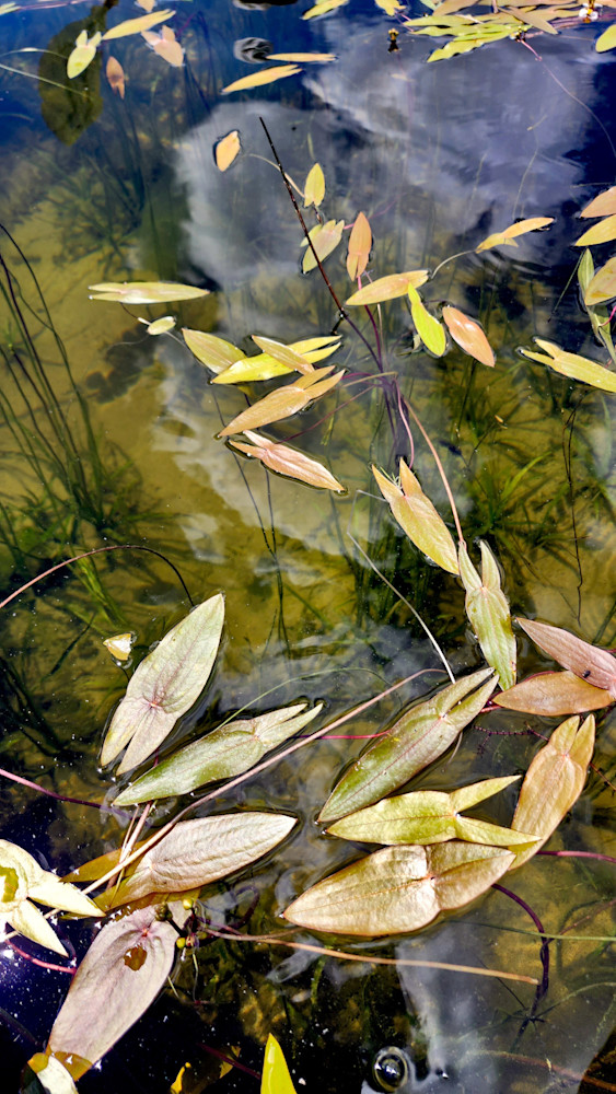 Leafy Vine Reflections   Davis Lake Photography Art | InYourBackyard