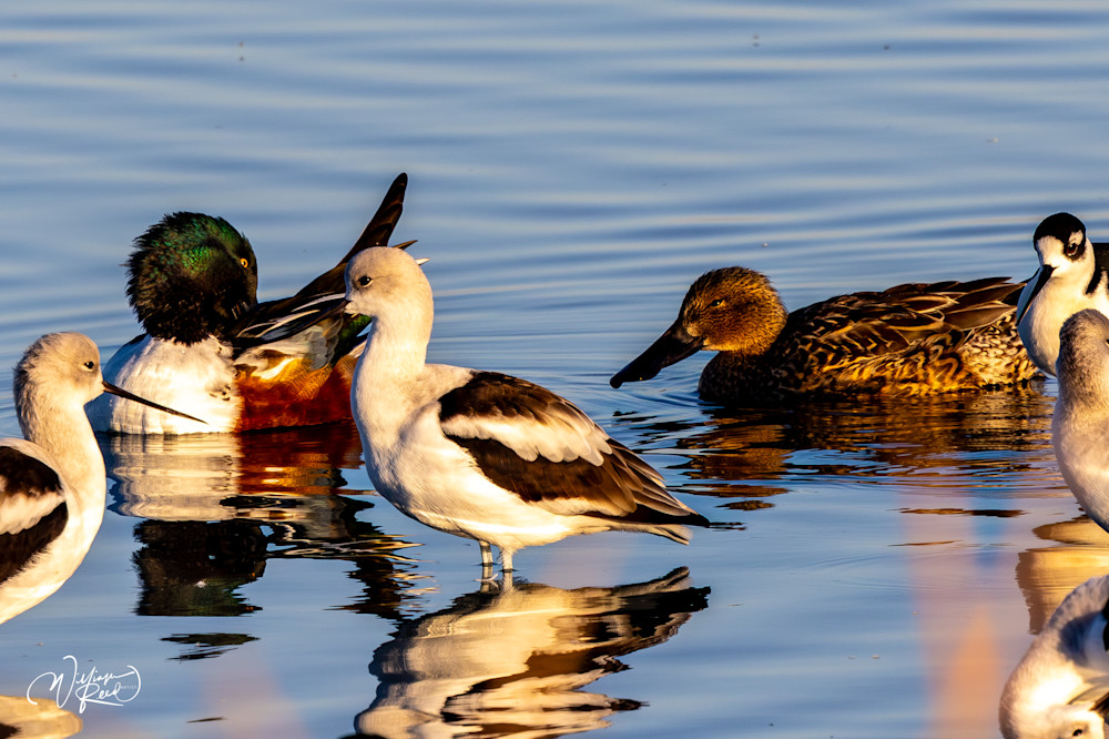 Shorebirds and Ducks at Sunrise | Coastal Wildlife Photography Print