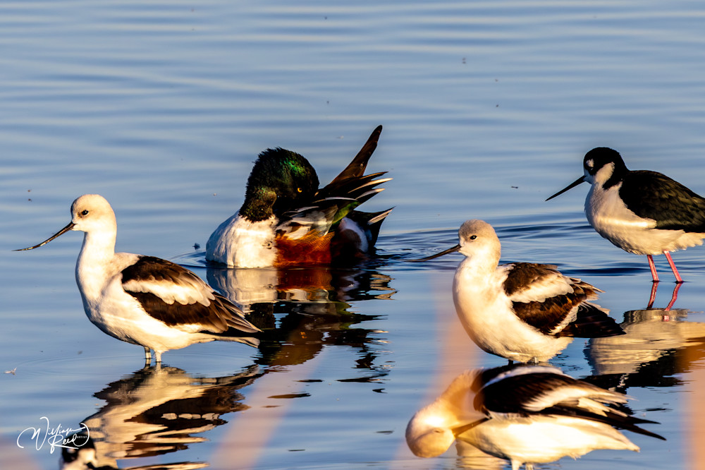 Shorebirds Resting in Coastal Marsh | Fine Art Wildlife Photography