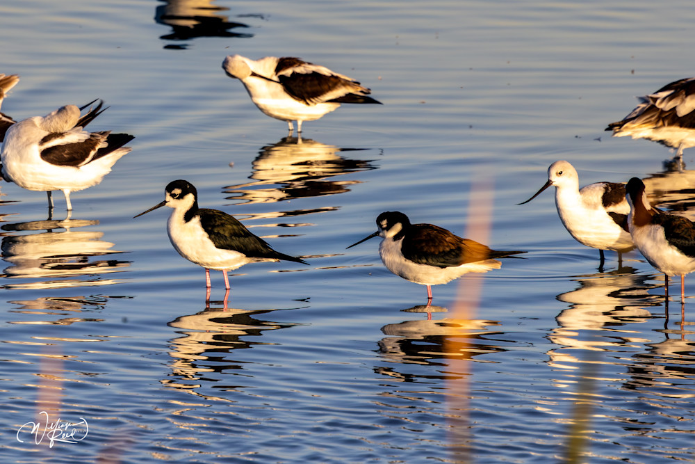Shorebirds in Morning Light | Coastal Wildlife Fine Art Photography