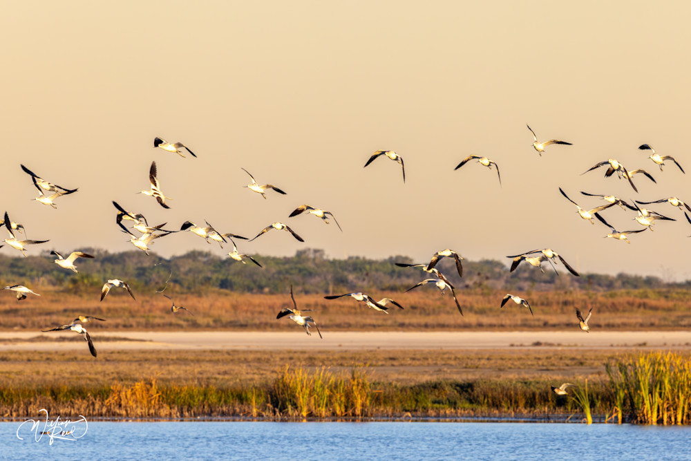 Shorebirds in Flight Over Coastal Marsh | Fine Art Bird Photography