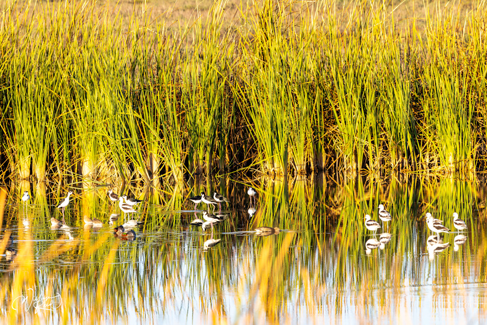 Shorebirds in Coastal Marsh Reflections | Wildlife Photography by William Reed