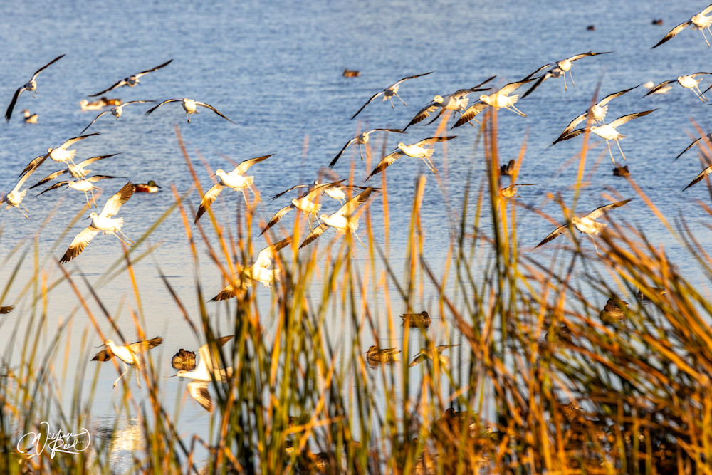 Shorebirds Rising from Coastal Marsh | Wildlife Photography by William Reed