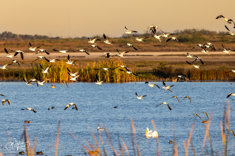 Shorebirds in Flight at Sunset Coastal Marsh | William Reed Wildlife Photography