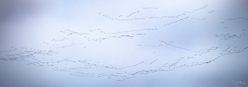 Canadian geese fly in formation as they head north for the year |  Lustre, Montana