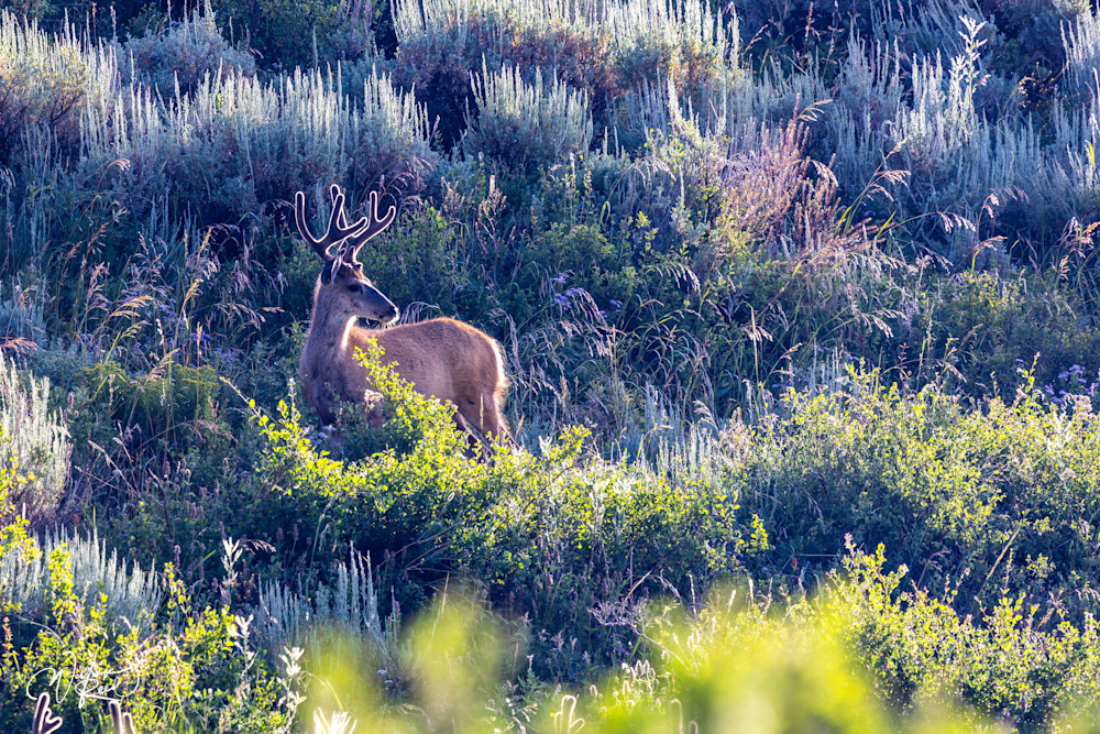 Mule Deer Portrait Photography Print | Wildlife Wall Art by William Reed