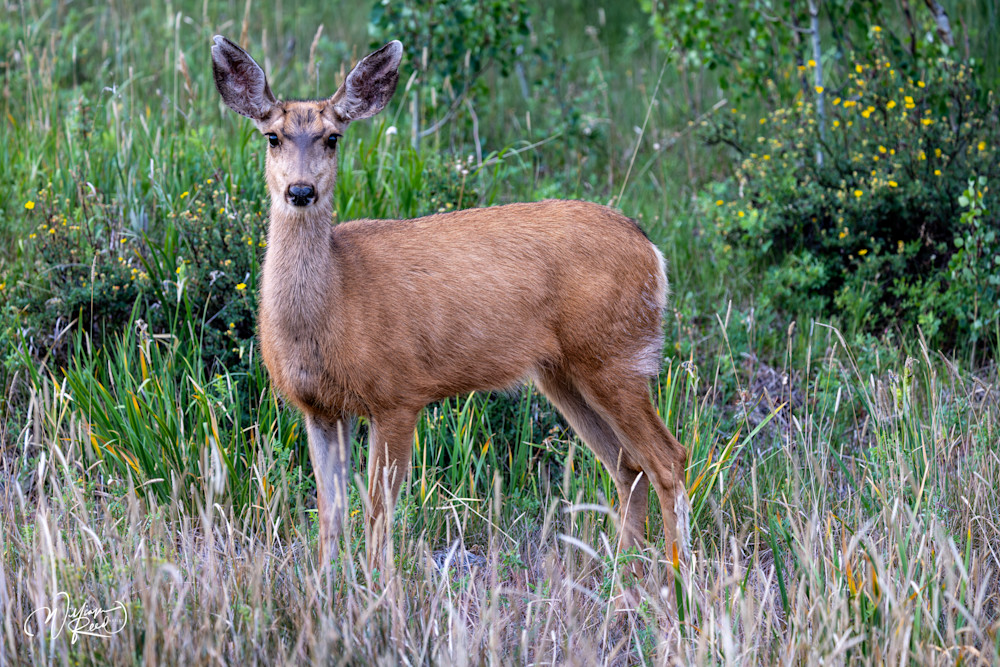 Mule Deer Morning Encounter – Wildlife Photography Print | William Reed