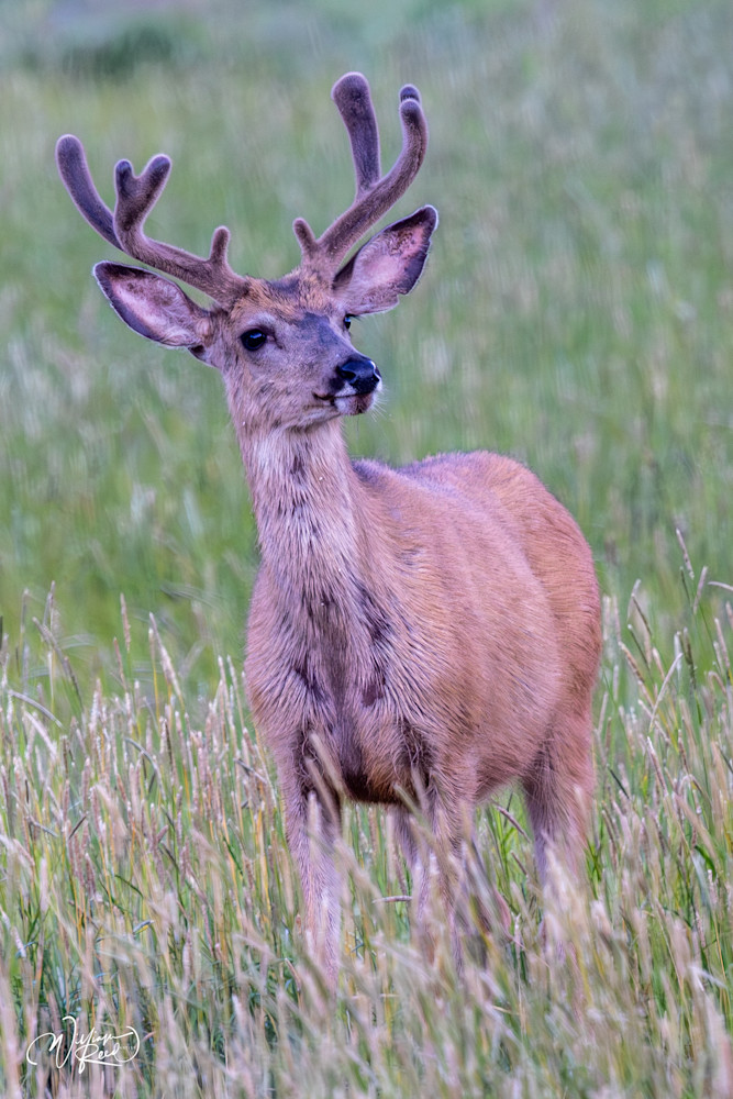 Mule Deer Morning Encounter – Wildlife Photography Print | William Reed