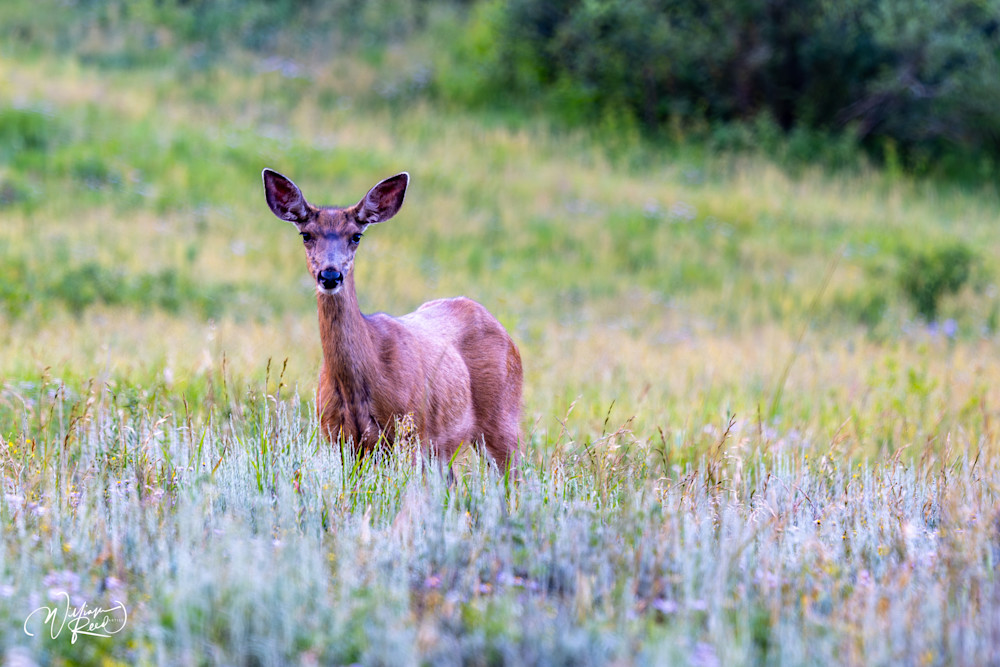 Mule Deer in Mountain Meadow | Fine Art Wildlife Photography Print