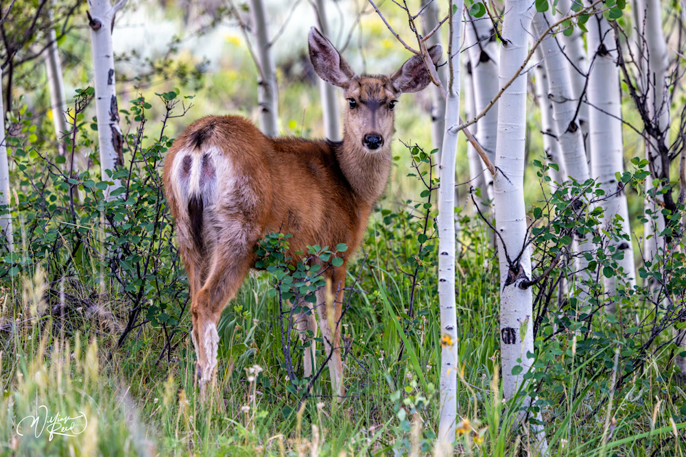 Mule Deer in Aspen Forest – Wildlife Photography Print | William Reed