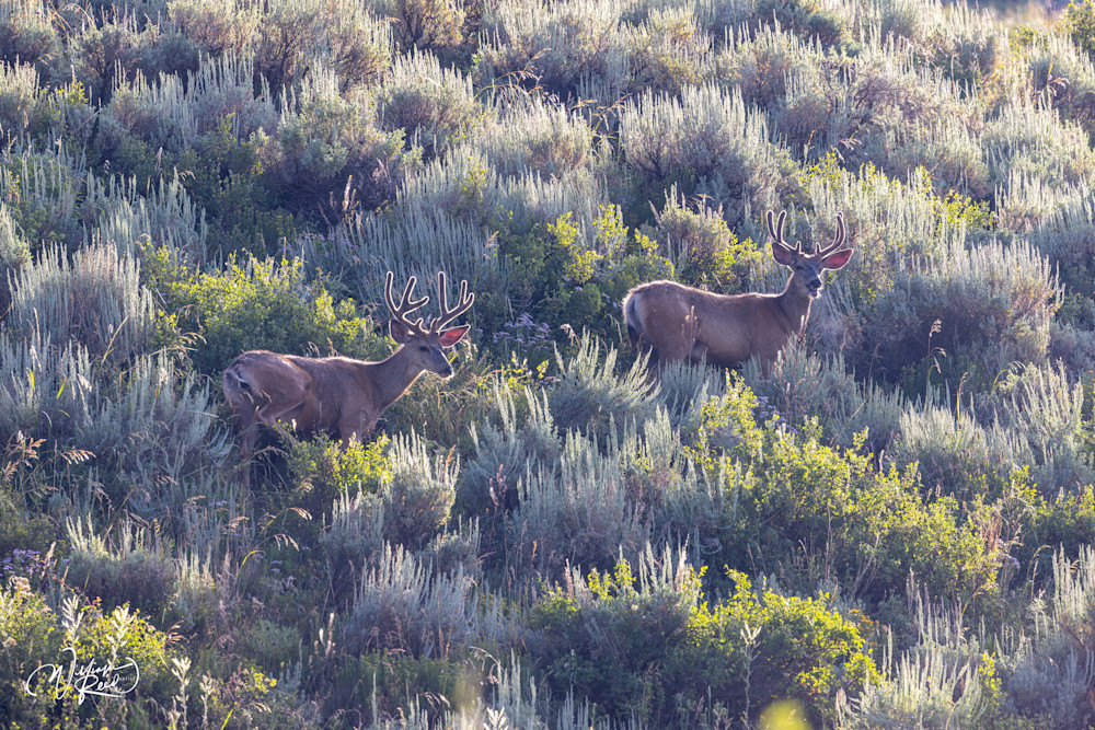 Two Mule Deer in Sagebrush | Western Wildlife Photography Print