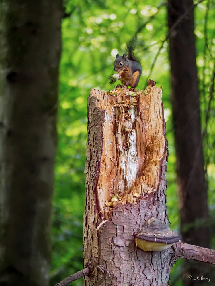 Heavey 8173491.Jpg Photography Art | Sean R. Heavey