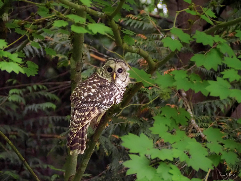 Heavey 8213526.Jpg Photography Art | Sean R. Heavey