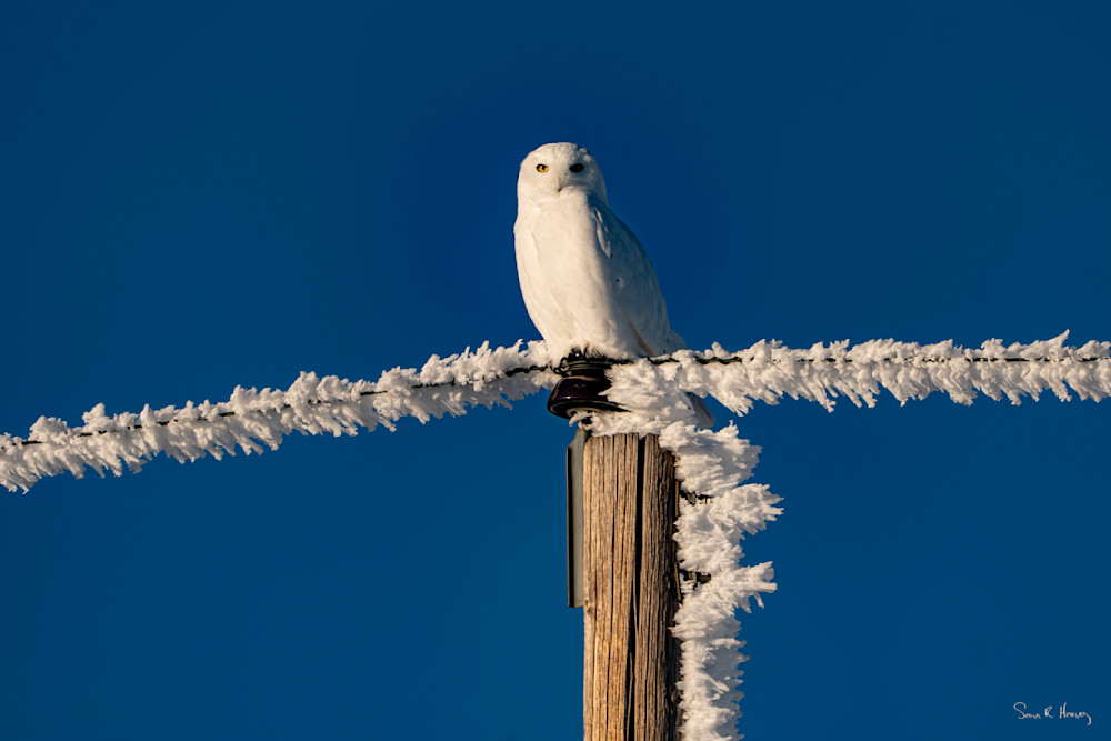 Heavey A736309.Jpg Photography Art | Sean R. Heavey