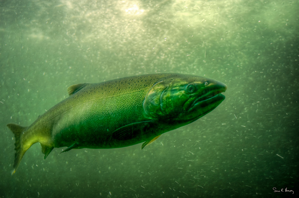 Heavey2004 10  Dsc 6853.Jpg Photography Art | Sean R. Heavey