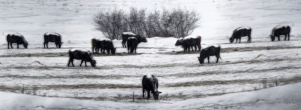 Cows grazing with snow covered backs.