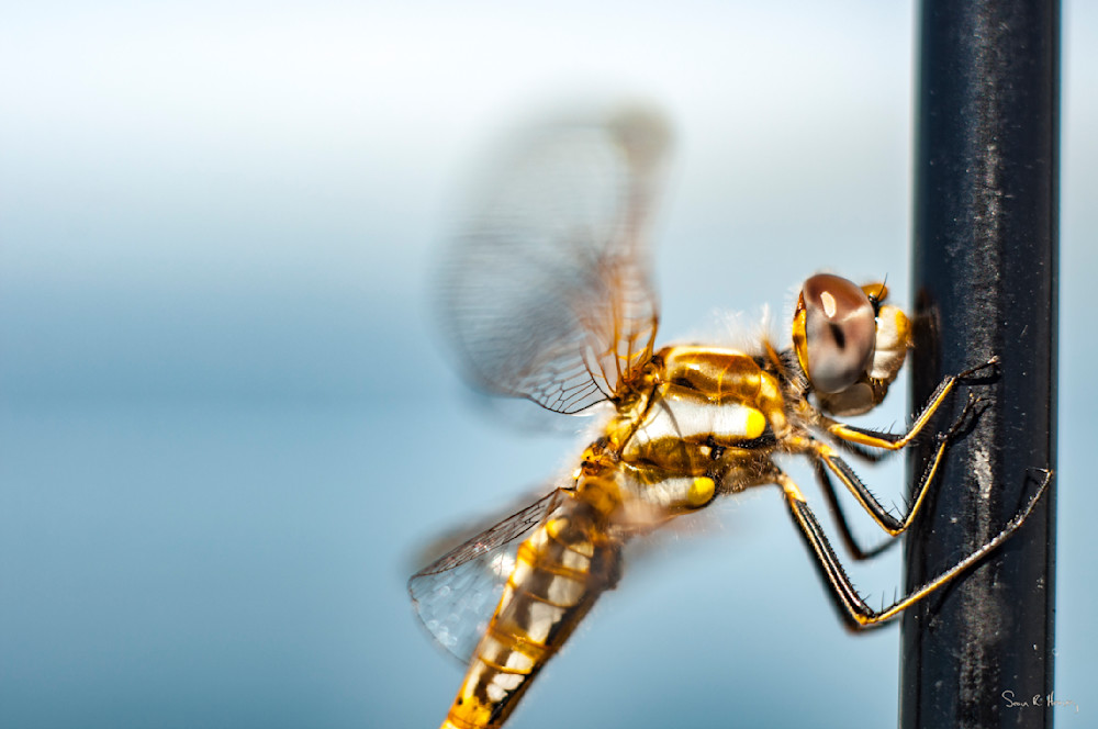 Heavey2011 08 20 Dsc9920.Jpg Photography Art | Sean R. Heavey