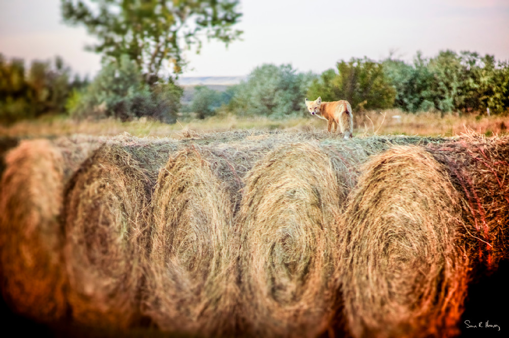 Heavey2011 09 23 Dsc0675.Jpg Photography Art | Sean R. Heavey