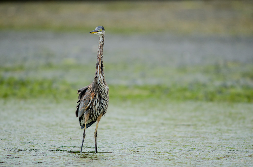 Heavey2012 09 09 Srh8826.Jpg Photography Art | Sean R. Heavey
