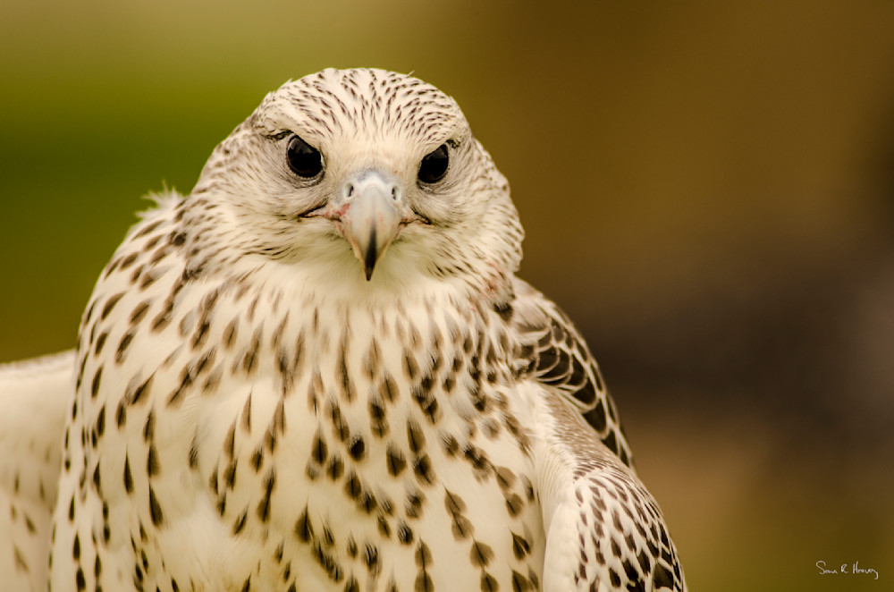 Heavey2012 09 15 Srh9000.Jpg Photography Art | Sean R. Heavey