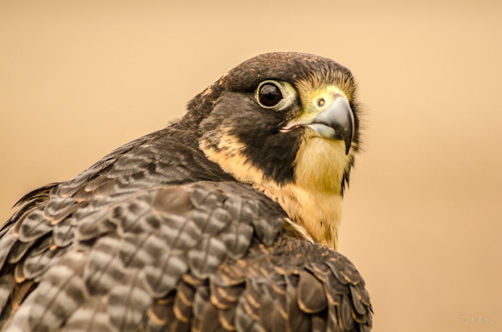 Heavey2012 09 15 Srh9004.Jpg Photography Art | Sean R. Heavey