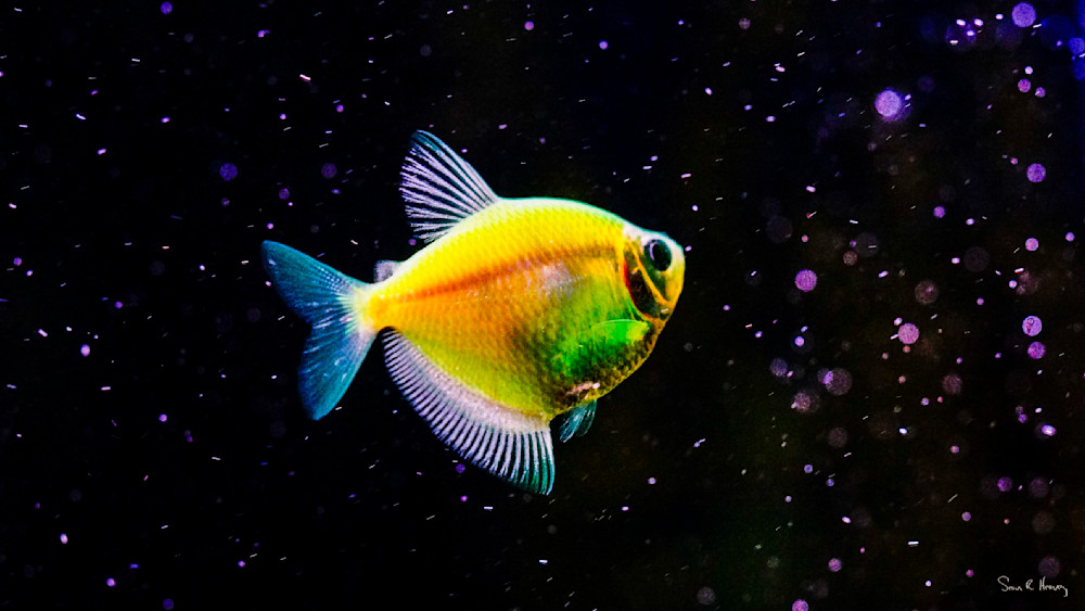 Heavey2013 06 11 Dsc0132.Jpg Photography Art | Sean R. Heavey