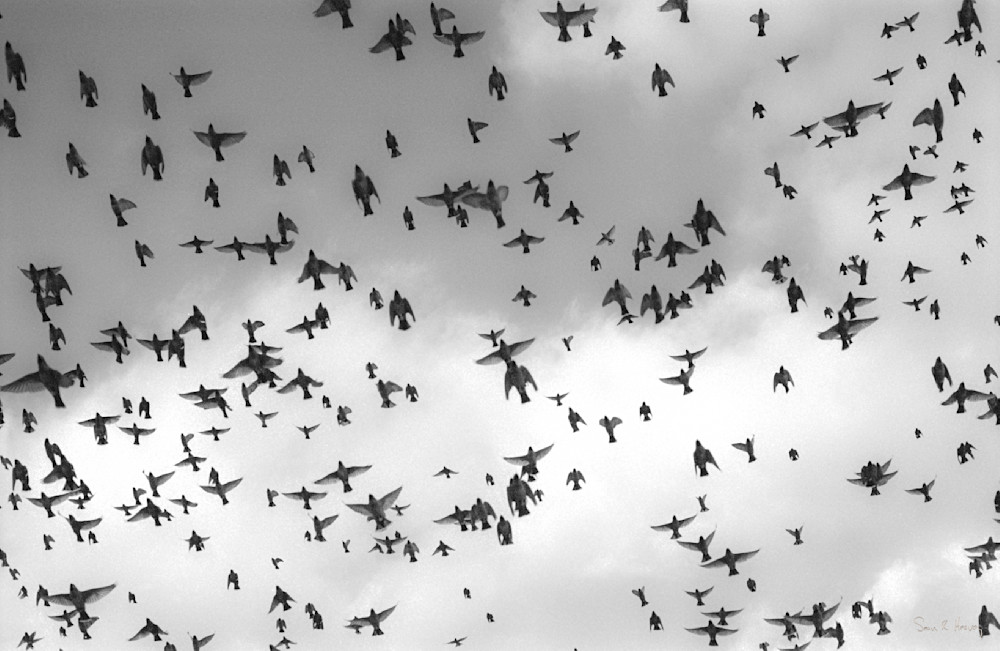 Heaveybw025 28a.Jpg Photography Art | Sean R. Heavey