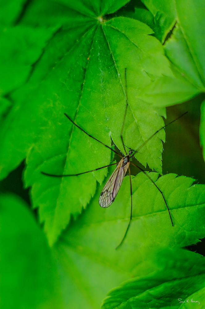 Heavey Dsc 2766.Jpg Photography Art | Sean R. Heavey