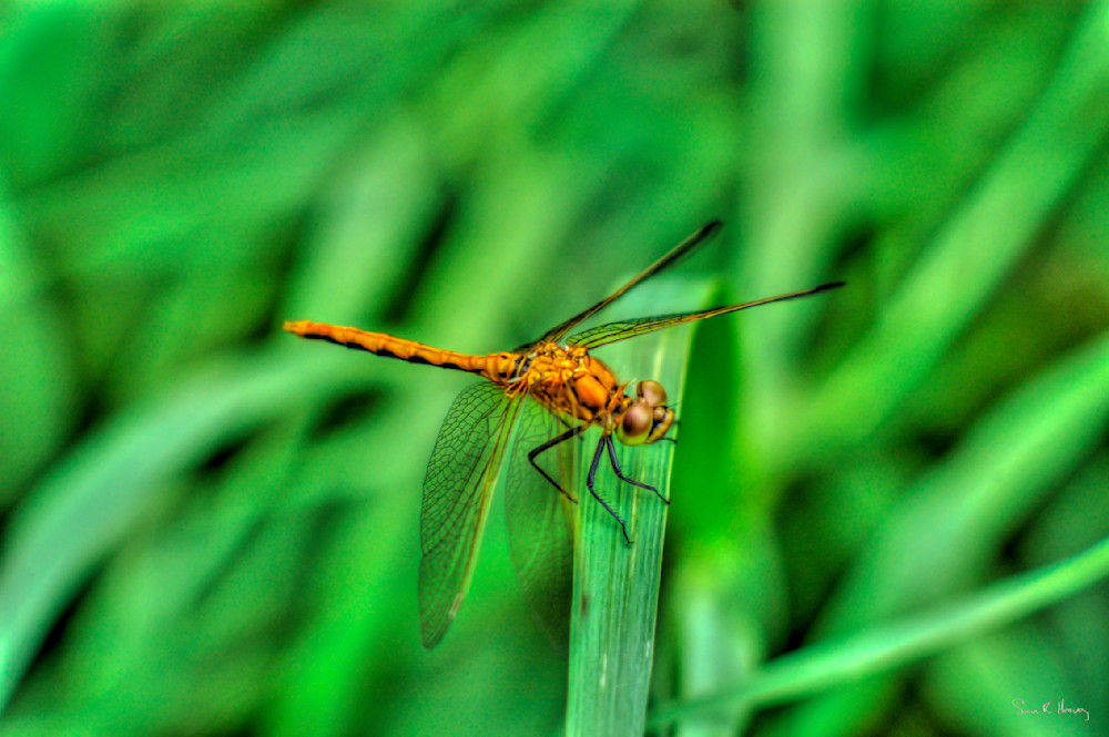 Heavey Dsc 4171.Jpg Photography Art | Sean R. Heavey