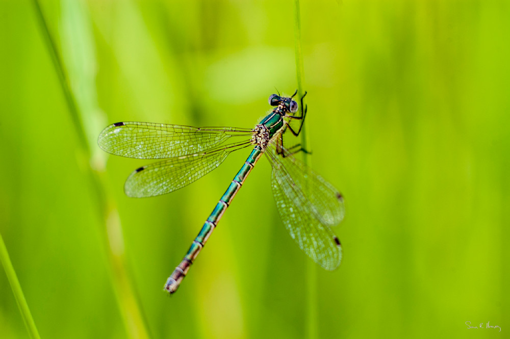 Heavey Dsc 4194.Jpg Photography Art | Sean R. Heavey