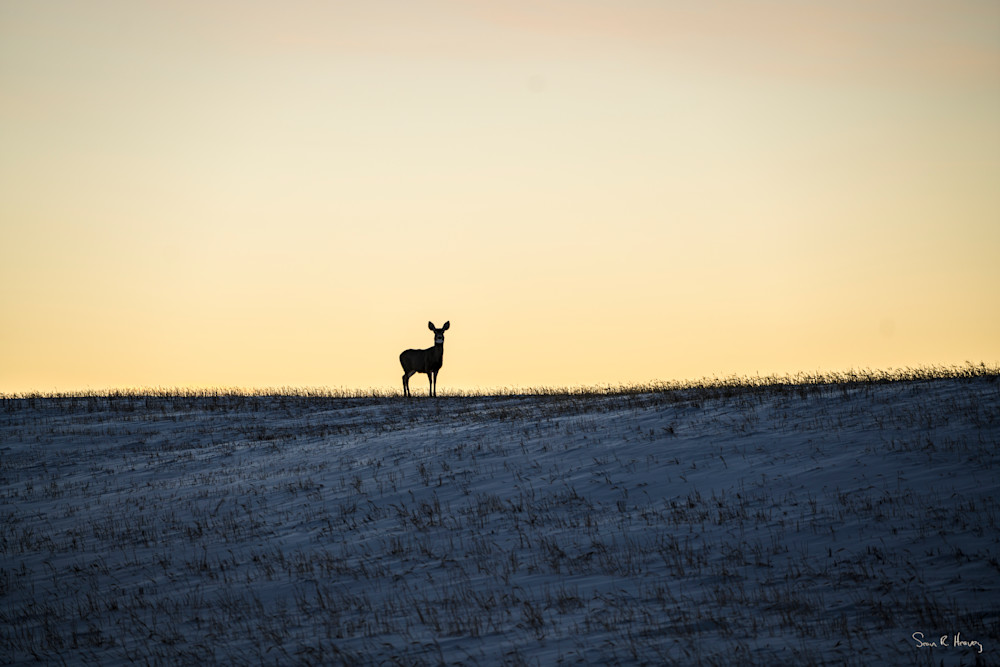 Heavey Dsc00578.Jpg Photography Art | Sean R. Heavey