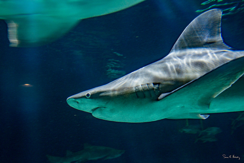 Heavey Dsc00764.Jpg Photography Art | Sean R. Heavey