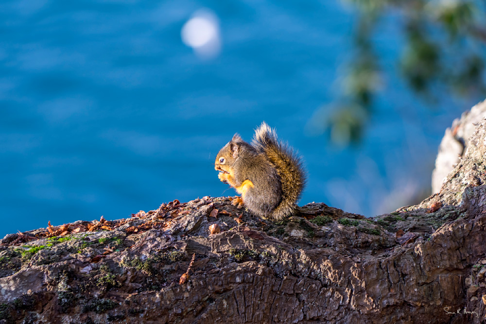 Heavey Dsc02896.Jpg Photography Art | Sean R. Heavey