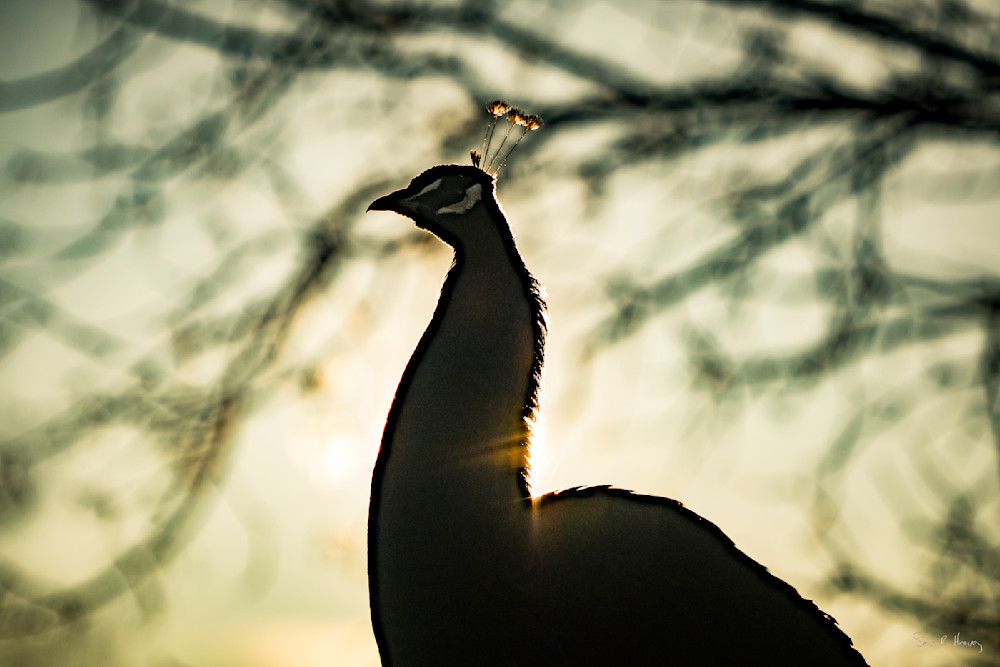 Heavey Dsc03252.Jpg Photography Art | Sean R. Heavey