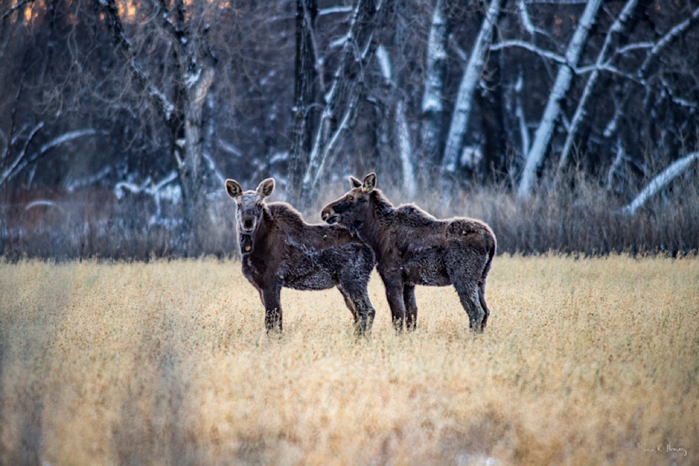 Heavey Dsc02963.Jpg Photography Art | Sean R. Heavey