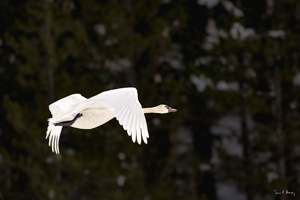 Heavey Dsc05356.Jpg Photography Art | Sean R. Heavey