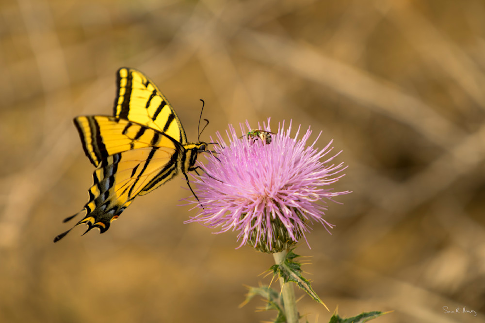 Heavey Dsc07568.Jpg Photography Art | Sean R. Heavey