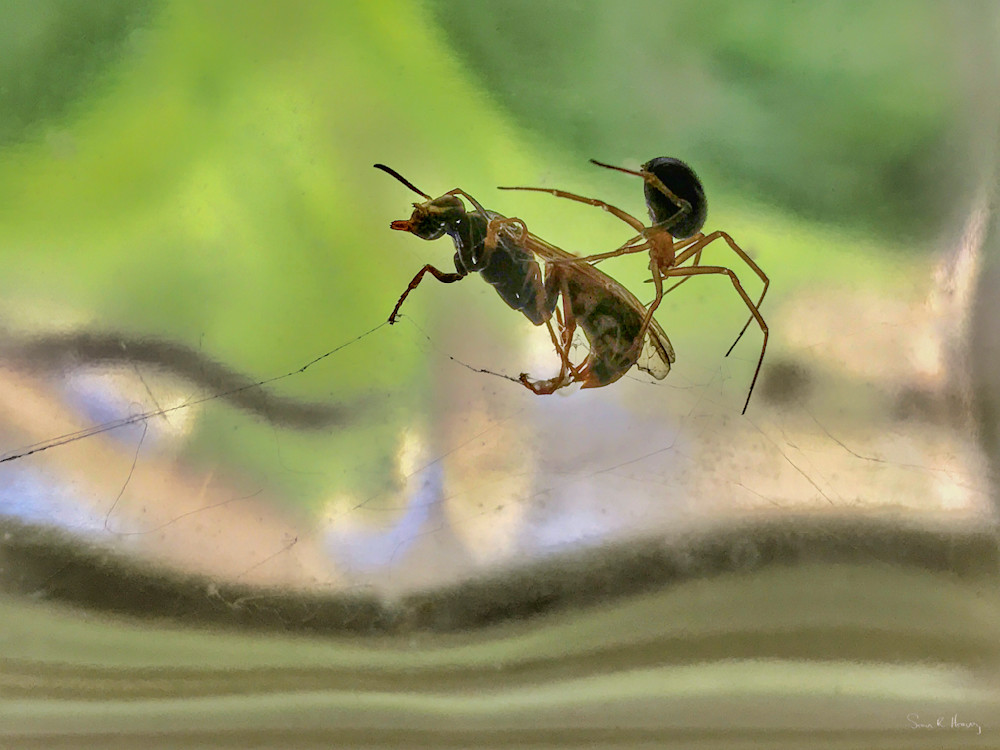 Heavey Img 0023.Jpg Photography Art | Sean R. Heavey