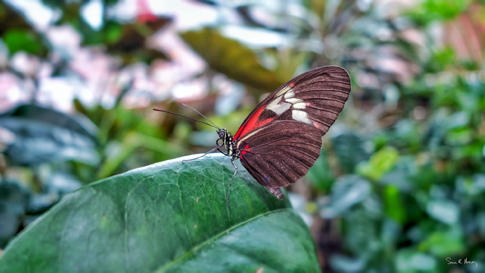 Heavey Img 0273.Jpg Photography Art | Sean R. Heavey