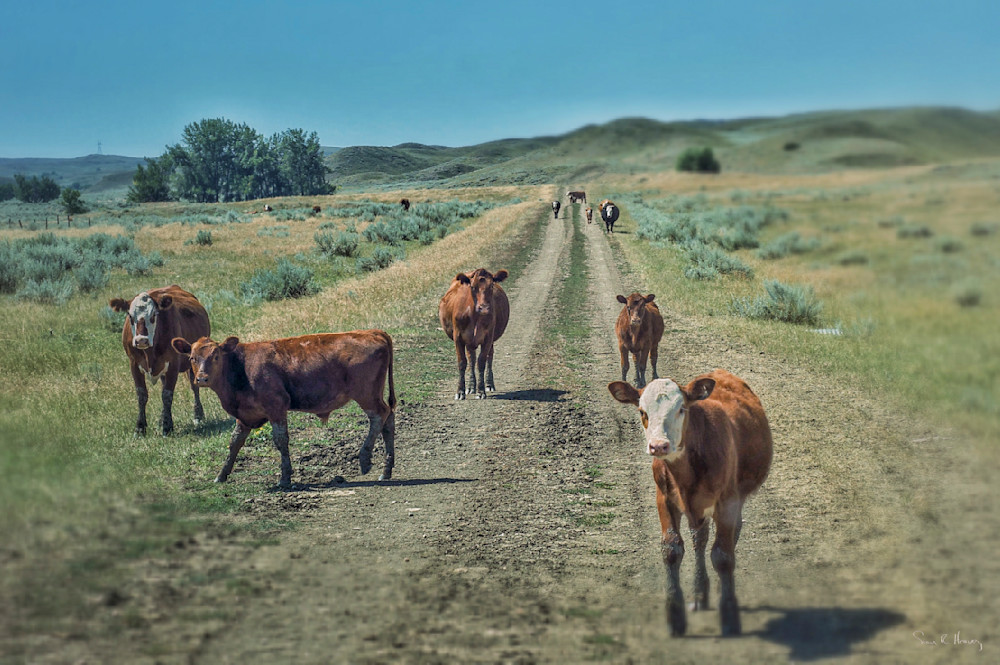 Heavey Img 0529.Jpg Photography Art | Sean R. Heavey